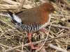 Burrito colorado/Red-and-white Crake