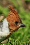 Cardenal común/Red-crested Cardinal