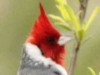 cardenal común