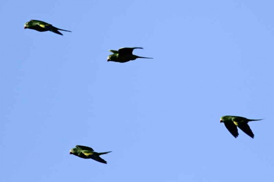 Catita chirirí/Yellow-chevroned Parakeet