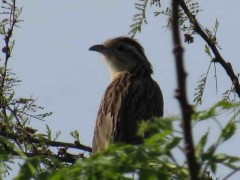 Crespín/Striped Cuckoo