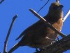 Fueguero común/Hepatic Tanager