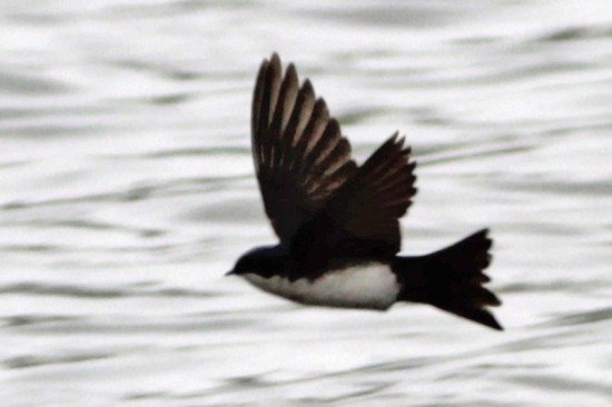 Golondrina barranquera/Blue-and-white Swallow