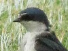 golondrina ceja blanca