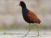 jacana