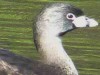 Macá pico grueso/Pied-billed Grebe