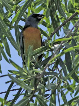 Naranjero M/Blue-and-yellow Tanager M