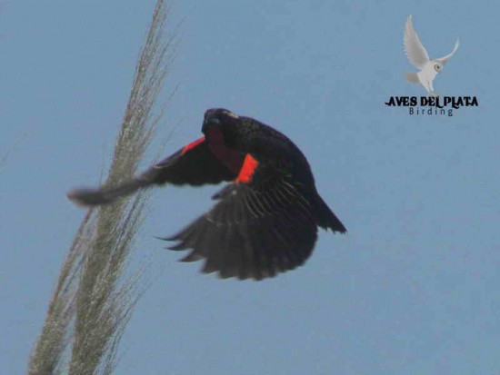 Pecho colorado/White-eyed Blackbird