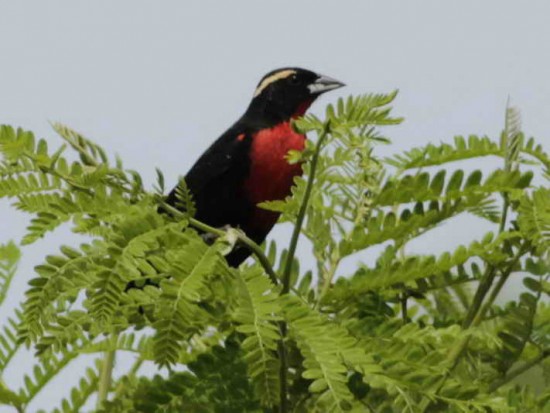 Pecho colorado/White-eyed Blackbird