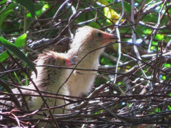 Pirincho/Guira Cuckoo