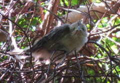 Pirincho/Guira Cuckoo