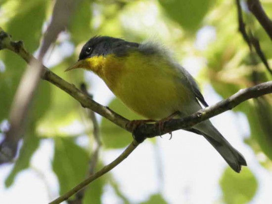 Pitiayumí/Tropical Parula