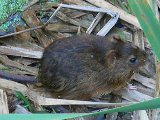 Rata de pantano/Marsh rat