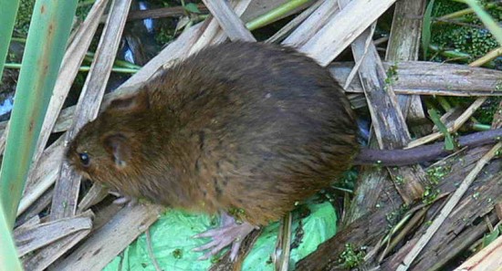 Rata de pantano/Marsh rat