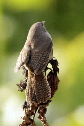 Ratona común/House Wren