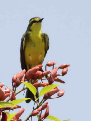 Suirirí amarillo/Yellow-browed Tyrant