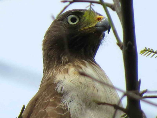 Taguató común/Roadside Hawk