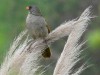 Verdón/Great Pampa-Finch