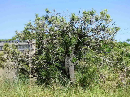 Árbol dedo/Pencil plant