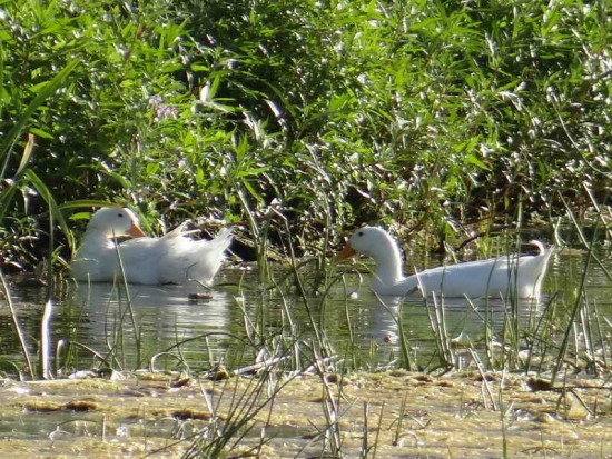 Pato Pekín/Pekin Duck