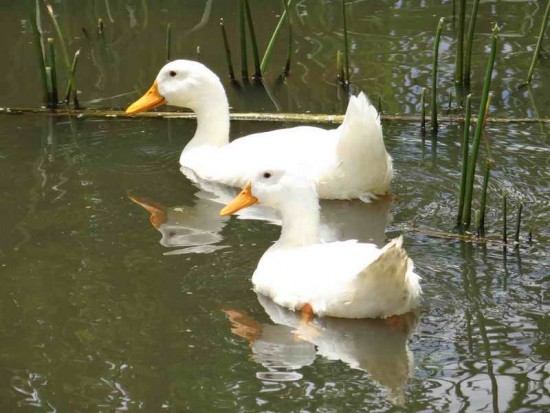 Pato Pekín/Pekin Duck