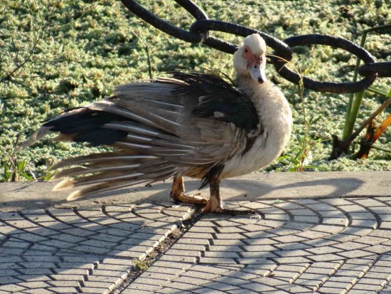 Pato criollo/Domestic Duck