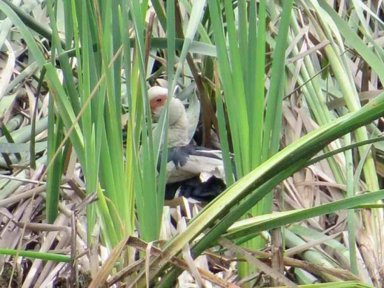 Pato criollo/Domestic Duck