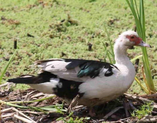 Pato criollo/Domestic Duck