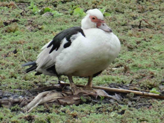 Pato criollo/Domestic Duck