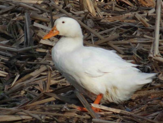 Pato Pekín/Pekin Duck