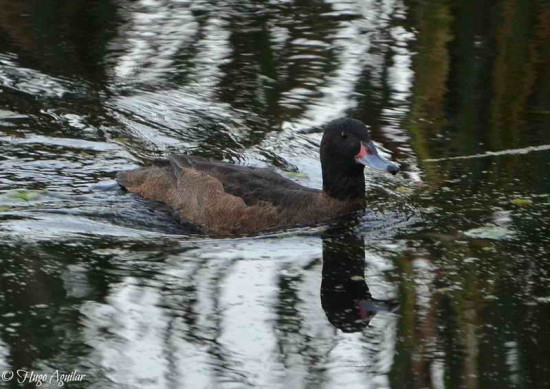 Pato cabeza negra/Black-headed Duck