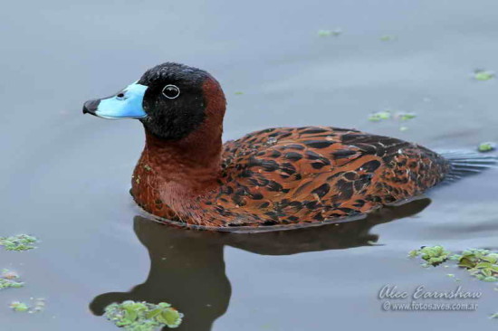 Pato fierro M/ Masked Duck M