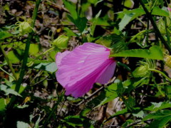 Rosa de río/Striped rosemallow