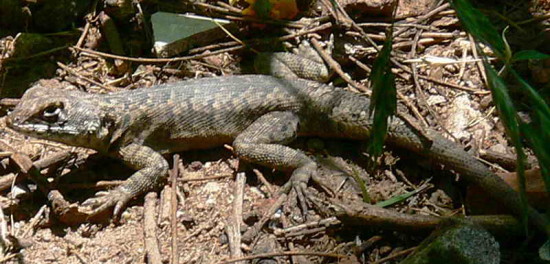 Lagarto trpador chaqueño/Etheridge's Lava Lizard
