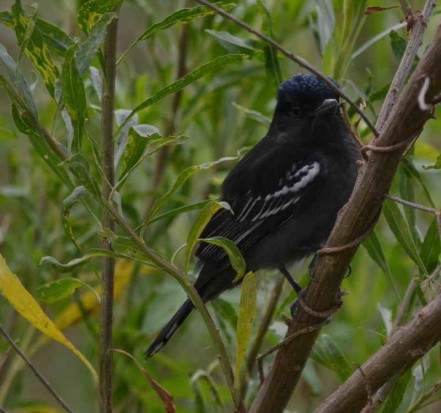 Anambé común M/White-winged Becard M