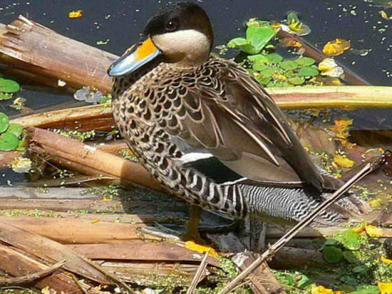 Pato capuchino/Silver Teal