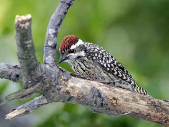 Carpintero bataraz chicoJ/Checkered Woodpecker J