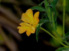 Flor de la oración/Longflower evening primrose