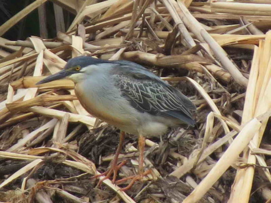 Garcita azulada/Striated Heron