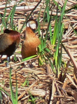 Hybrid duck/Pato híbrido