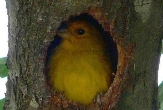 Jilguero dorado/Saffron Finch