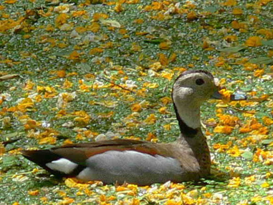 Pato de collar/Ringed Teal