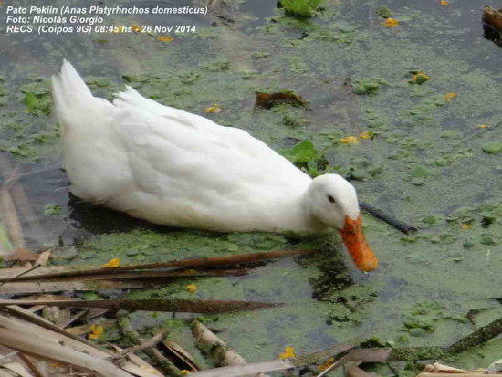 Pato Pekin/Pekin Duck