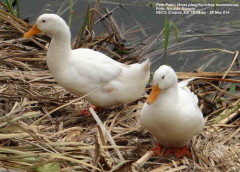 Pato Pekin/Pekin Duck