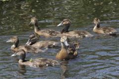 Pato picazo/Rosy-billed Pochard