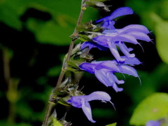 Salvia azul/Blue anise sage