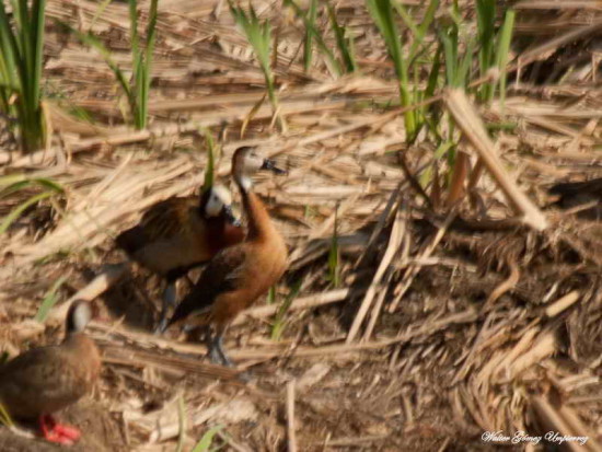 Sirirí atípico/Atypical Whistling-Duck