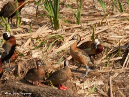 Sirirí atípico/Atypical Whistling-Duck