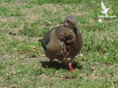 Torcaza común/Eared dove