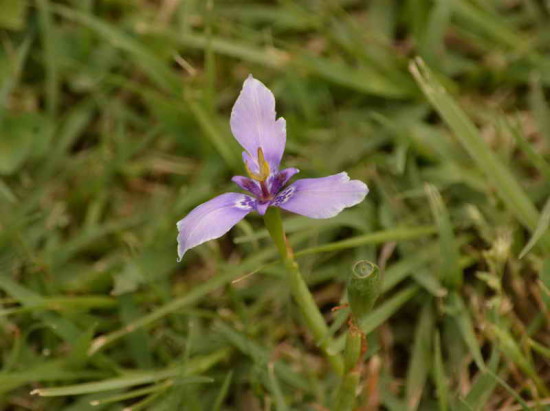 Tres puntas/Herbert's Iris